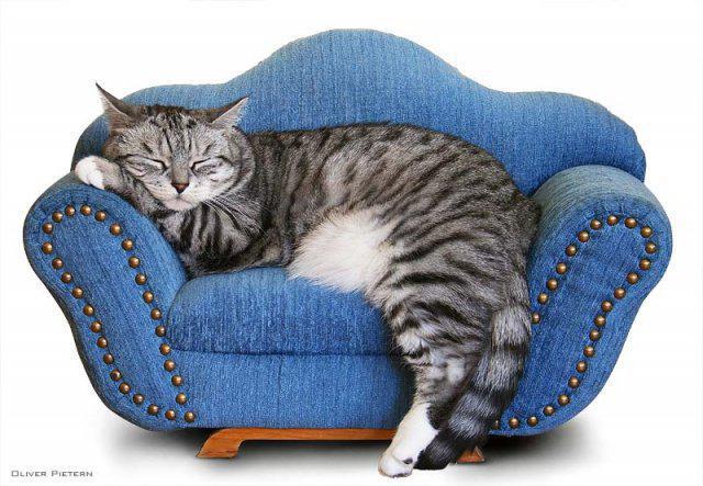 Кот зализывает раны на прокуренном диване